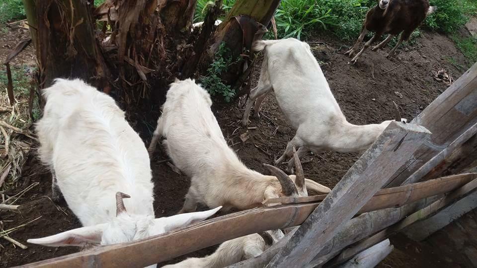 Вилла Finca El Diamante Каларка Экстерьер фото